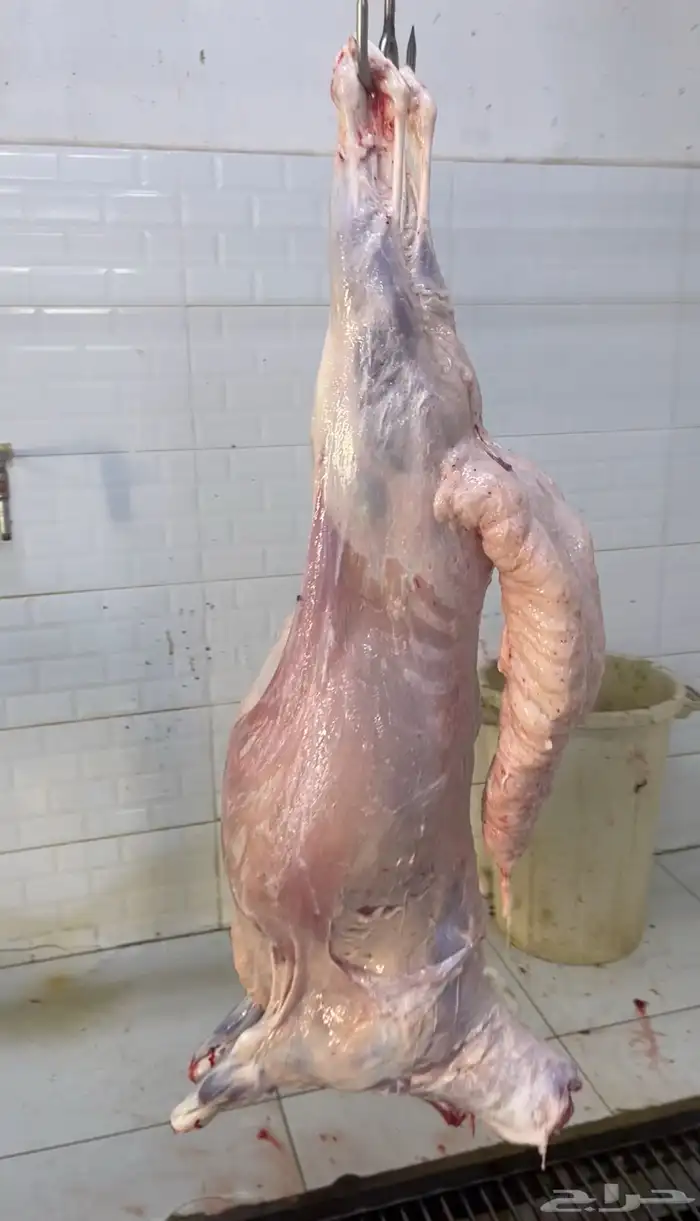 سواكن مرابي 3