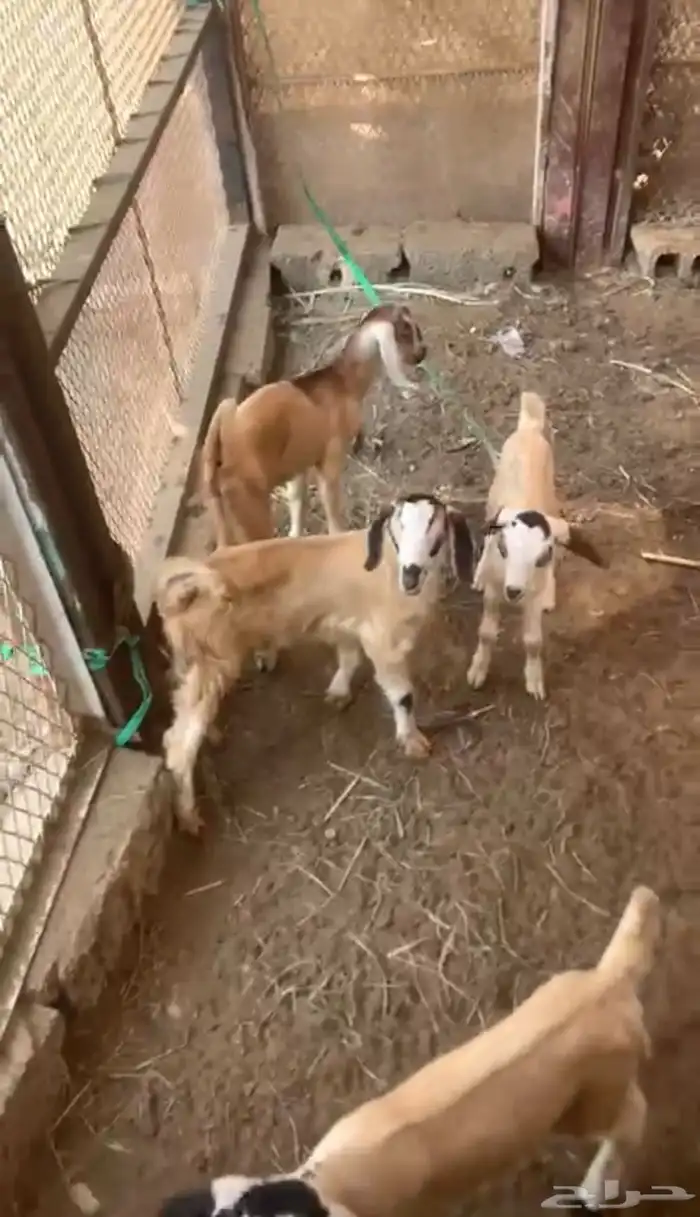 4 تيوس للبيع 1