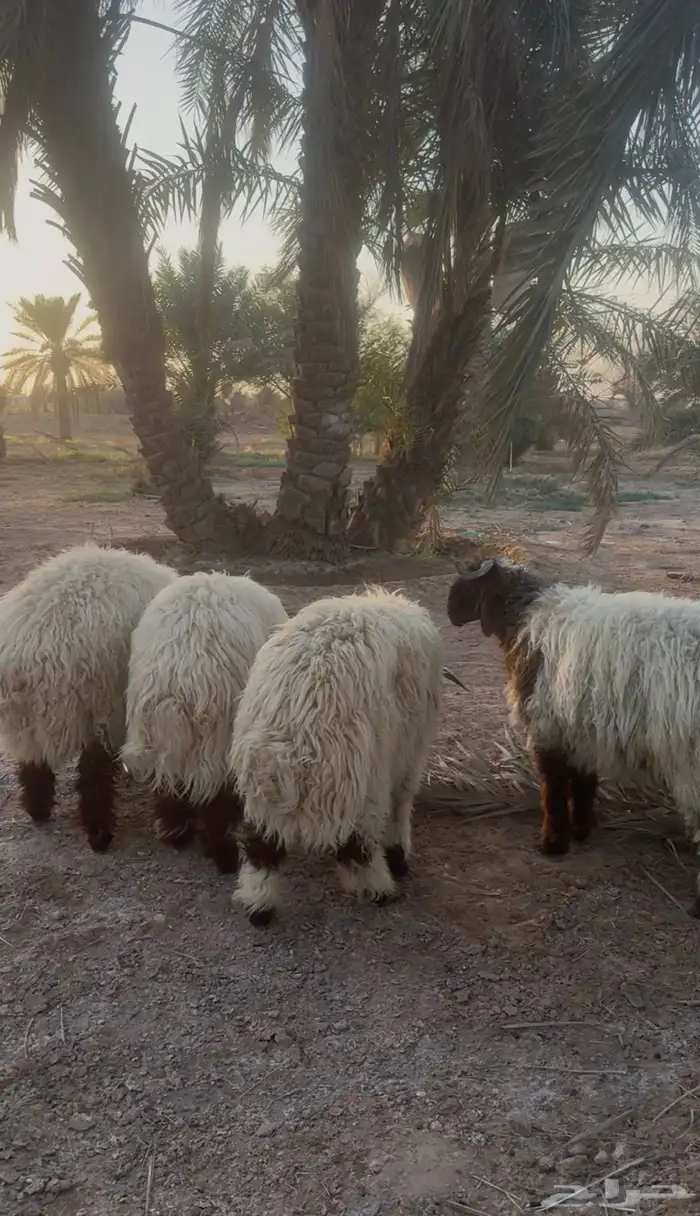 للبيع عدد 5 خرفان نعيمي جذعان طيبات 1