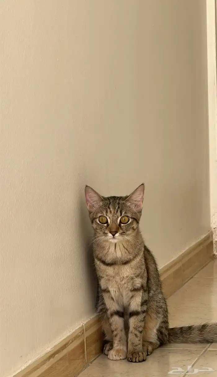 قطة انثى (للتبني) 2