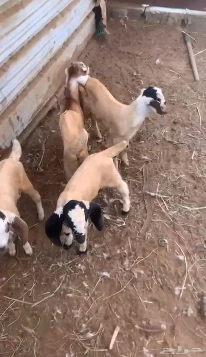 4 تيوس للبيع 2