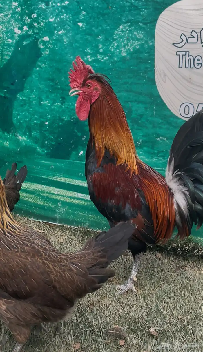دجاج عربي ترثه اصيل .. سلالة نقية الدم 3