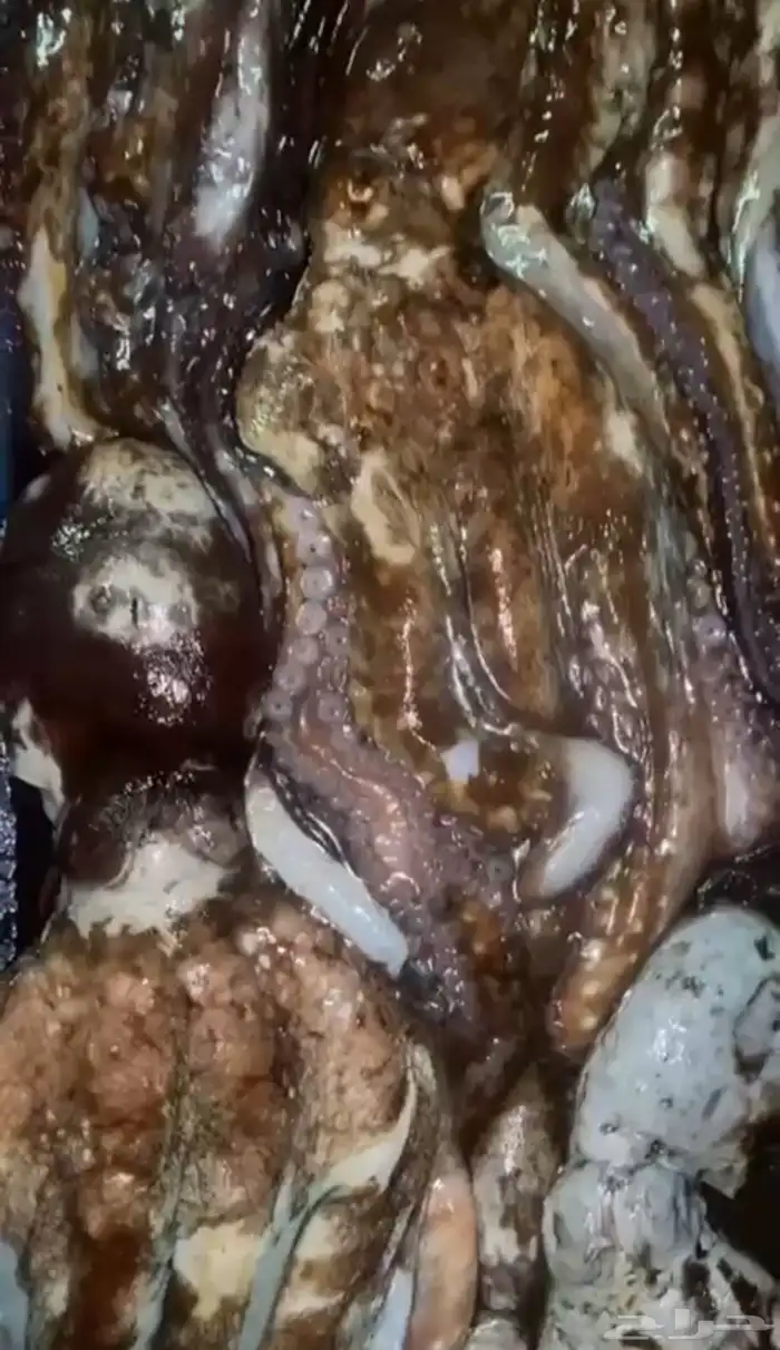 متوفر اخطبوط بلدي 1