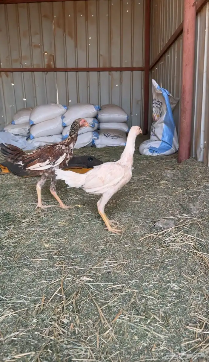 دجاج بكستاني مهجن هندي 0