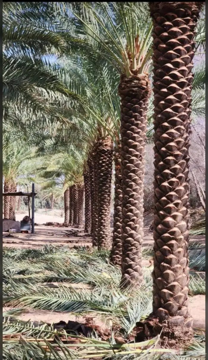 يوجدلديناجميع انواع انخل العربي والواشنطن ازينه 1