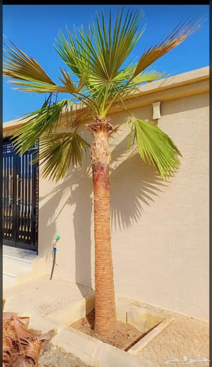 يوجدلديناجميع انواع انخل العربي والواشنطن 38