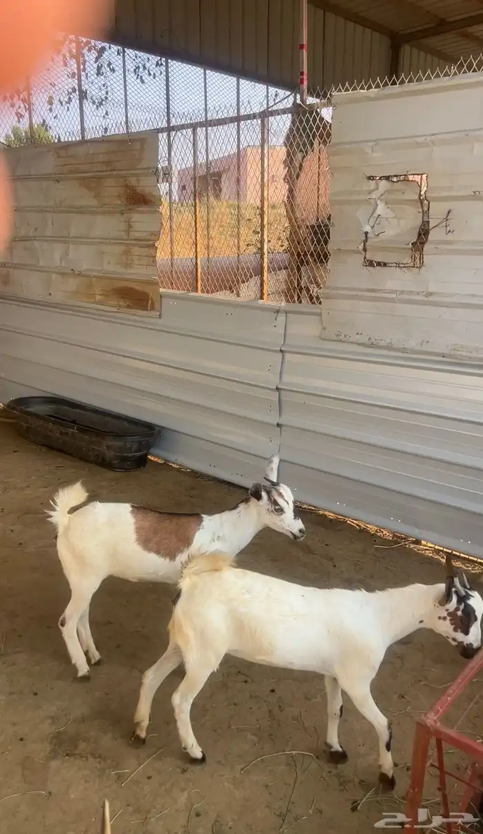 عنقات للبيع 0