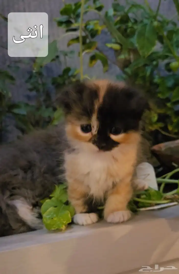 قطوه كيتن قطاوه 0