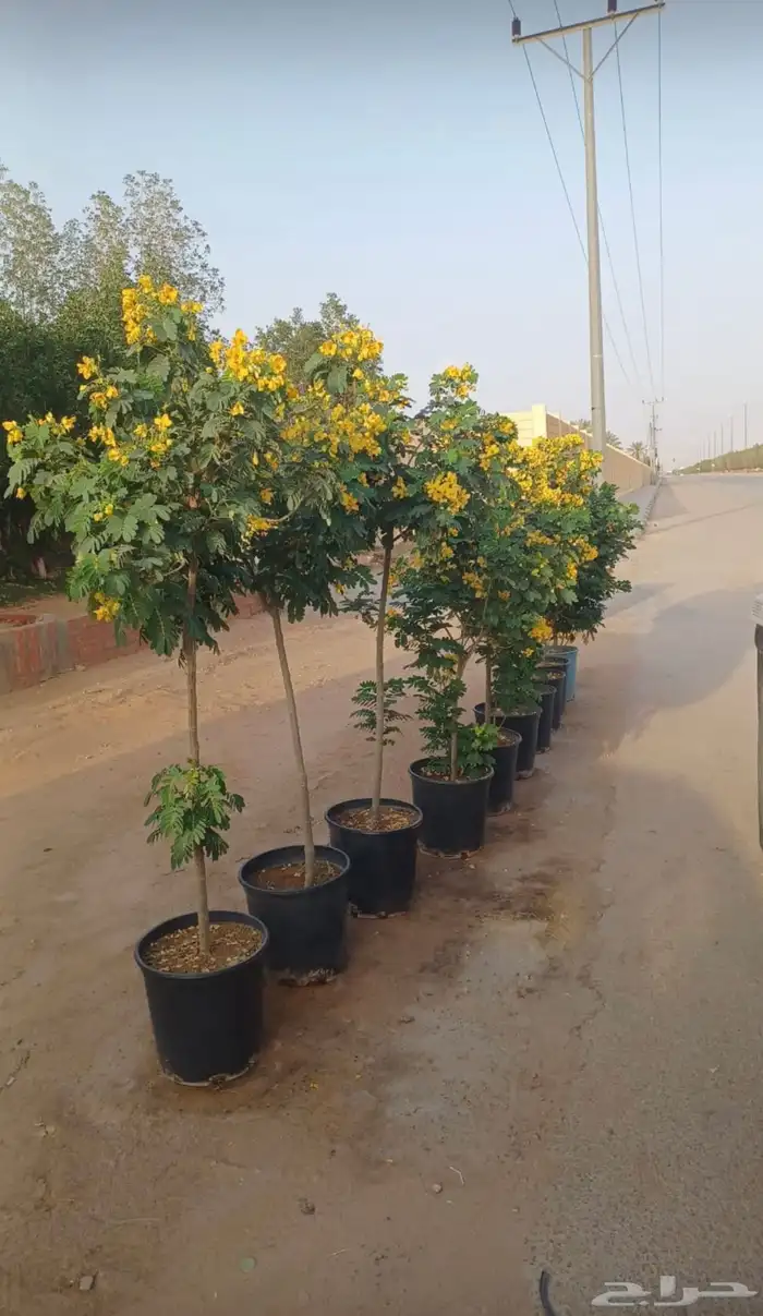 يوجدلديناجميع انواع انخل العربي والواشنطن ازينه 9