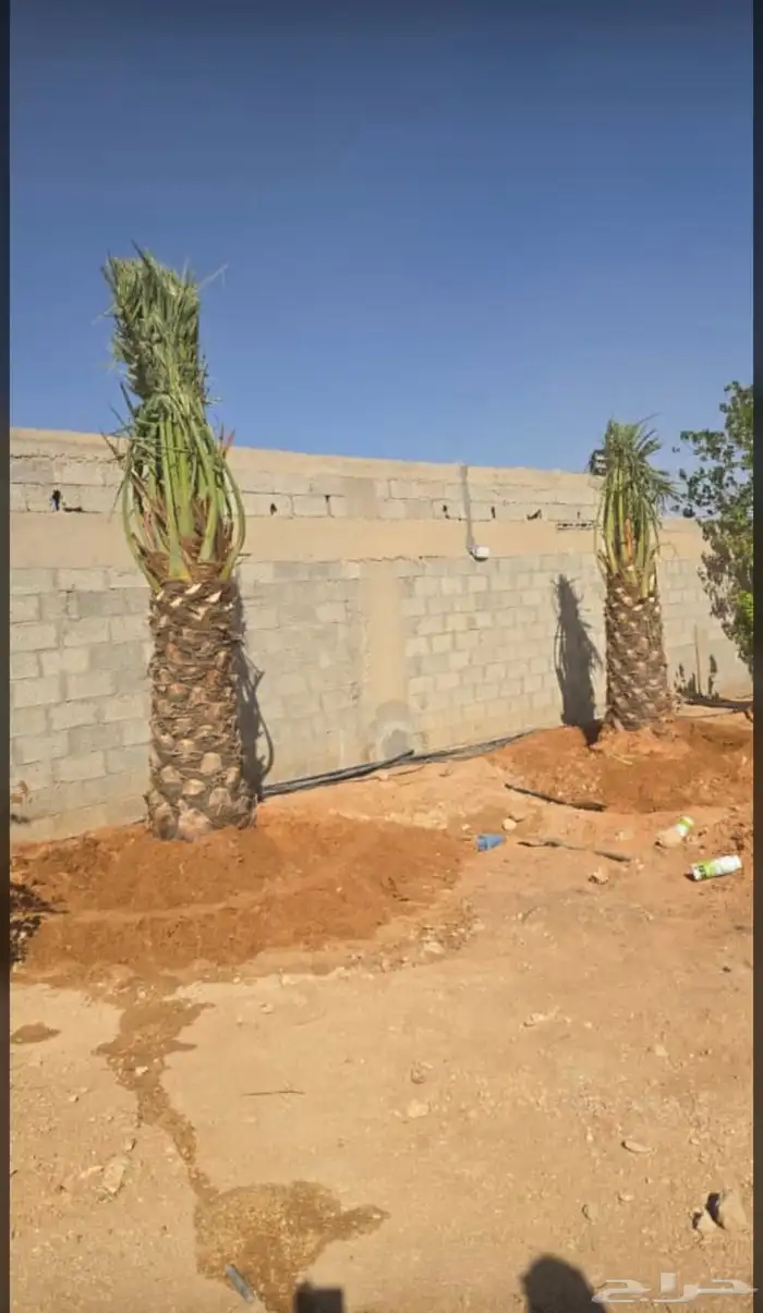 يوجدلديناجميع انواع انخل العربي والواشنطن 5