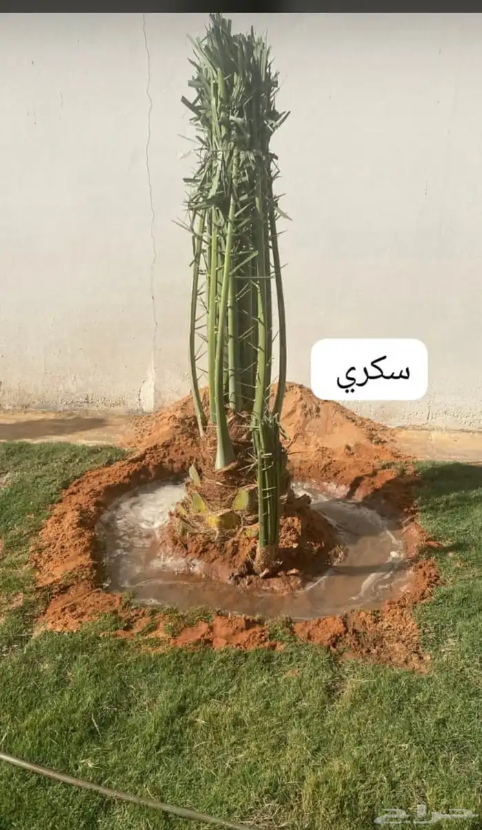 يوجدلديناجميع انواع انخل العربي والواشنطن ازينه 16