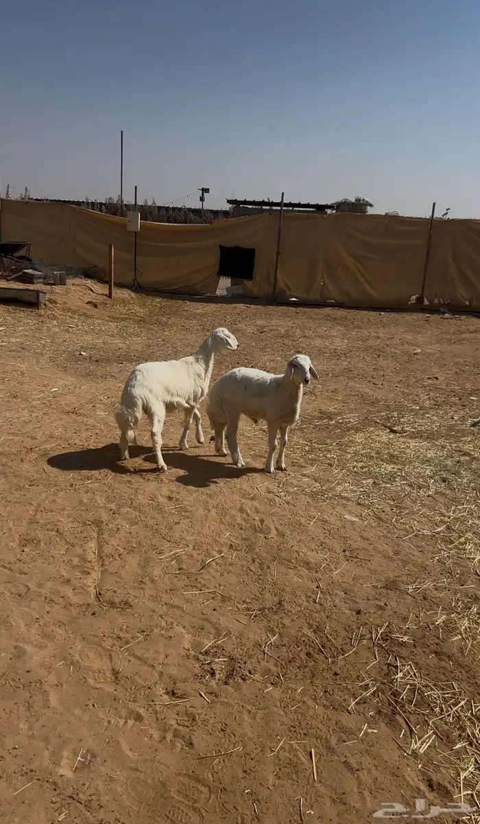 بهم حري ( تم البيع ) 1