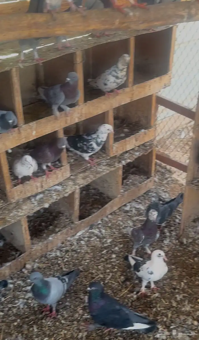 حمام مشاكيل 2