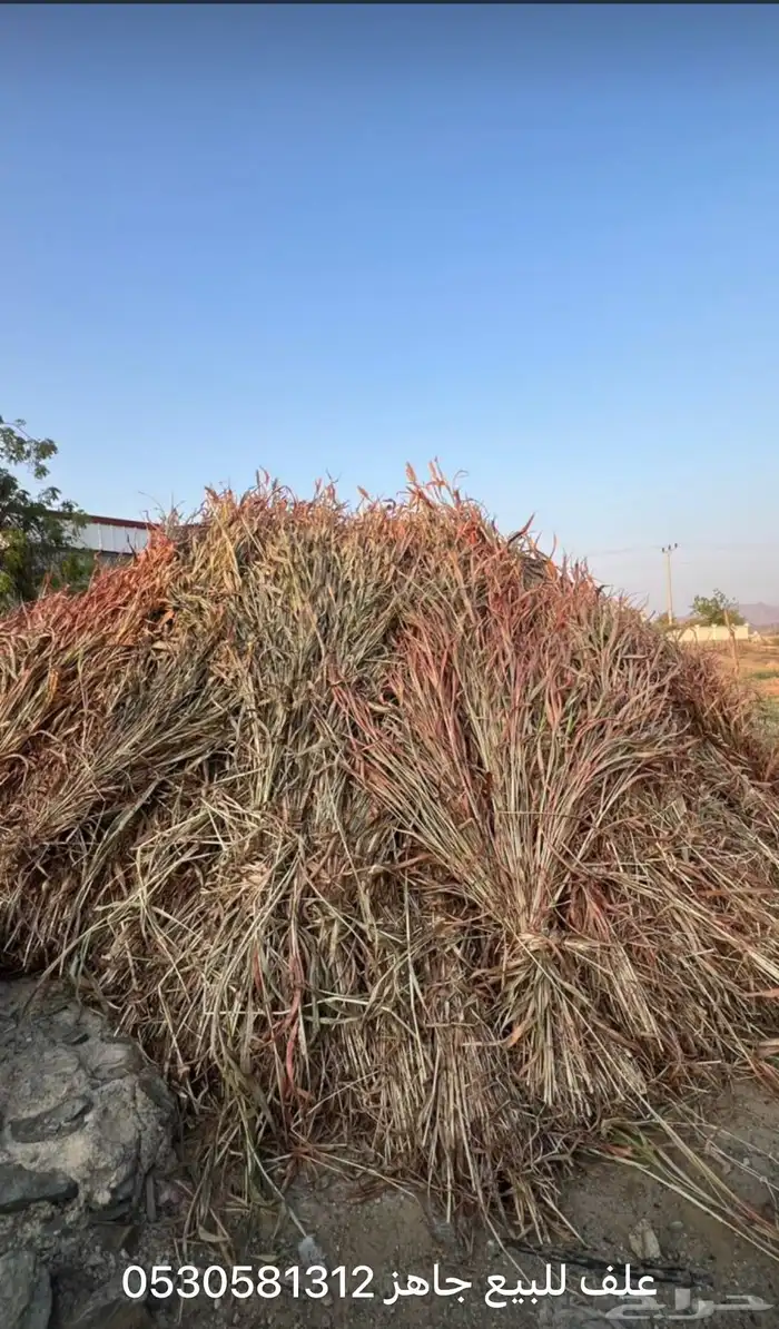علف للبيع(تم البيع) 0