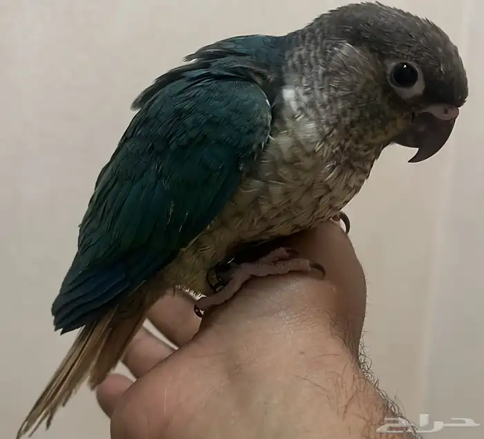 كنيور تركواز لهواة الهدد والولافه 2