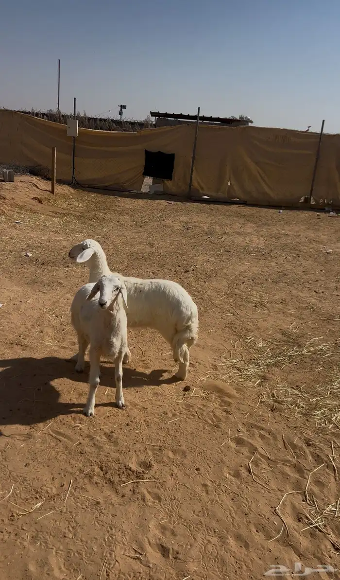 بهم حري ( تم البيع ) 2