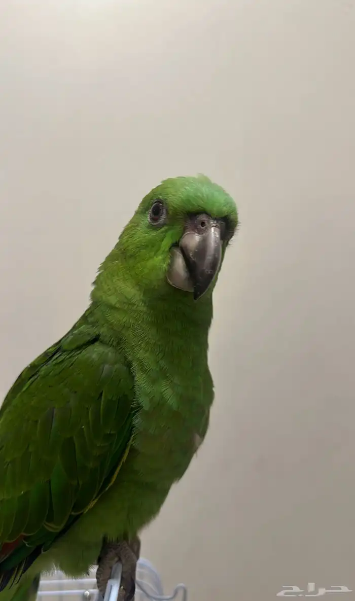 ببغاء يلوناب 0