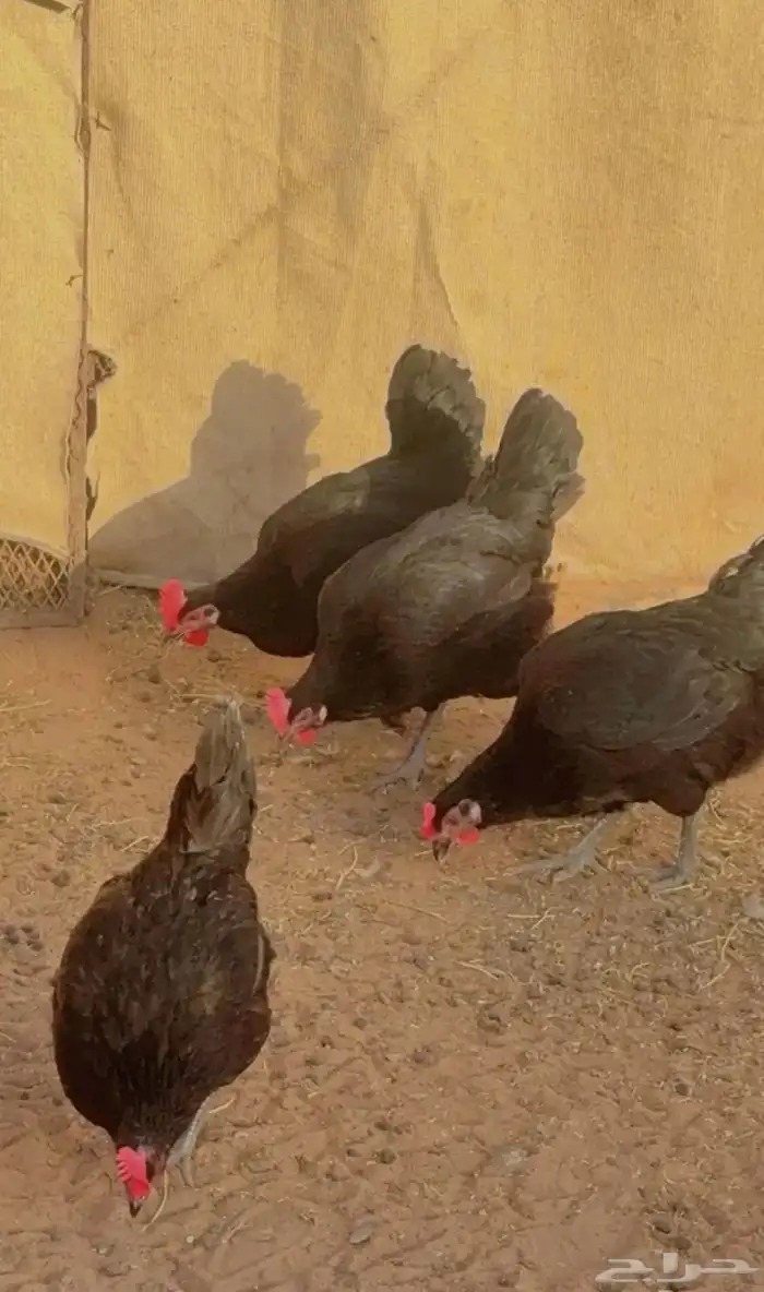 صوص دجاج تركي اسود بيور مستوى 3