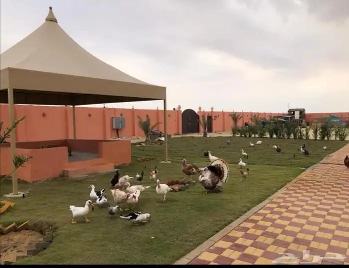 للبيع استراحه بمنطقه الهدا الشرافي قريبه من الجبيل 4