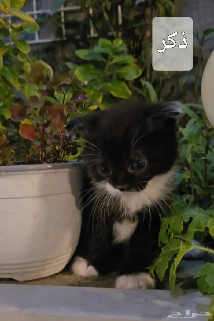 قطوه كيتن قطاوه 3