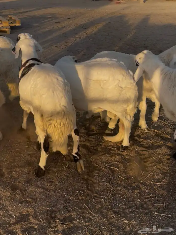 سواكن مرابي 1