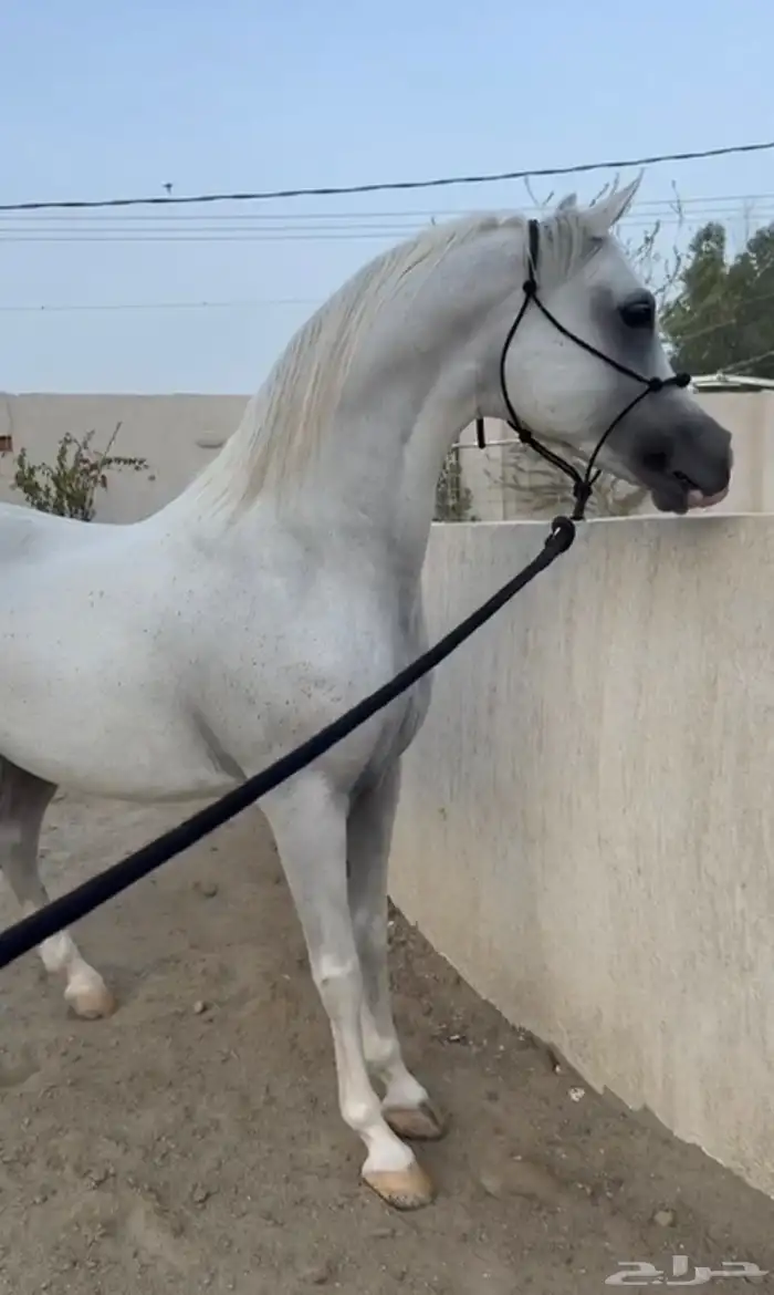 ايواء خيل في ديراب 3