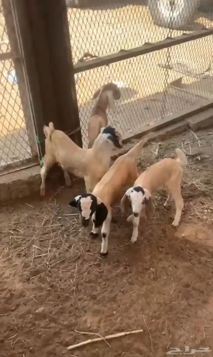 4 تيوس للبيع 0