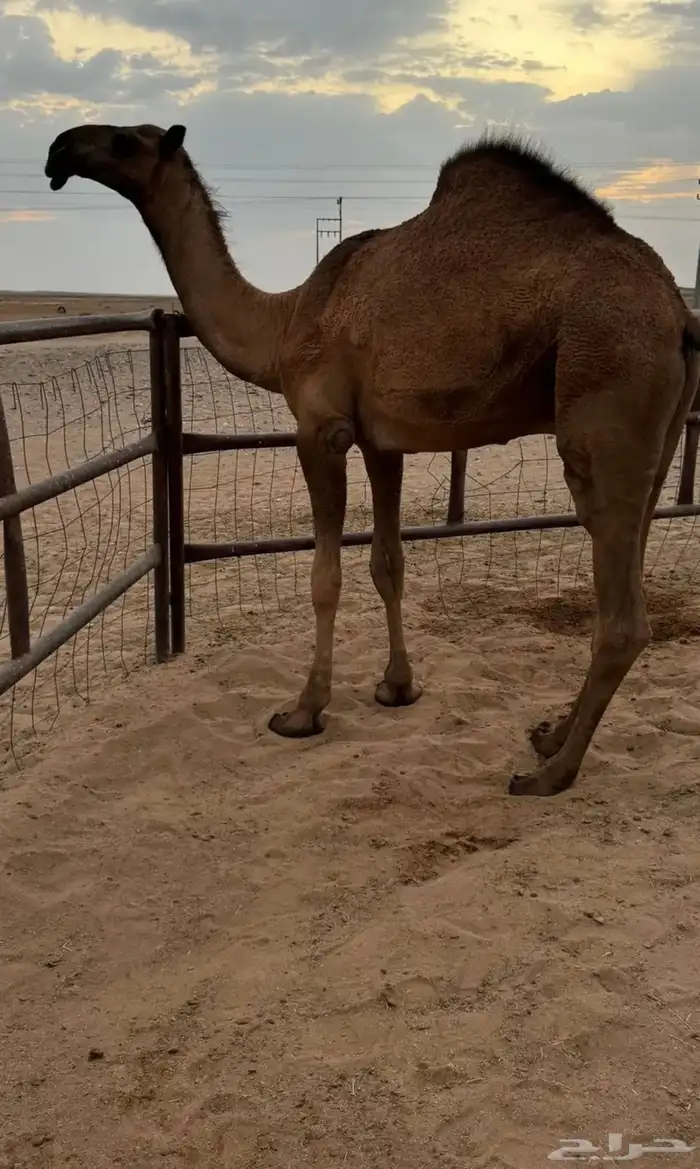 قعود على ولد غرنوق وأمه من البل وطيبه يحقق شهر 6 1