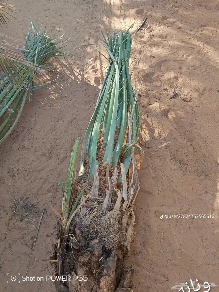 يوجدلديناجميع انواع انخل العربي والواشنطن 30