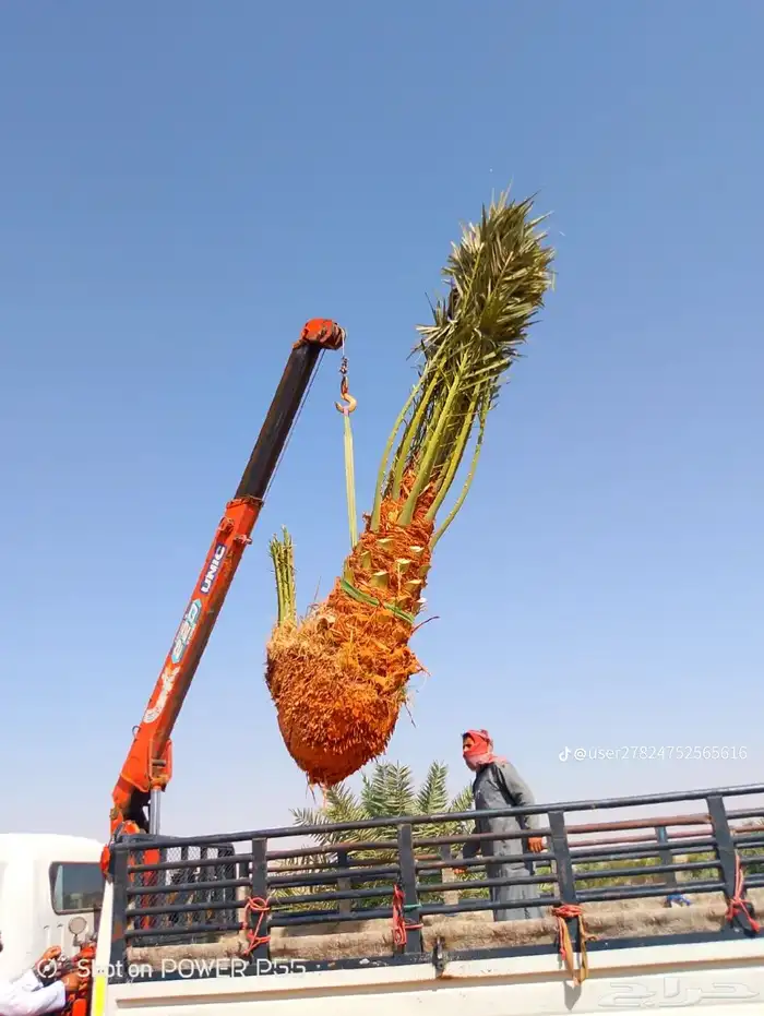 يوجدلديناجميع انواع انخل العربي والواشنطن 29