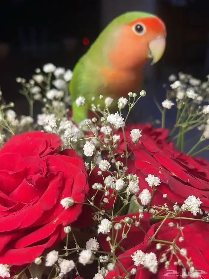 للبيع ببغاء الروز الأليف مناسب للأطفال 2