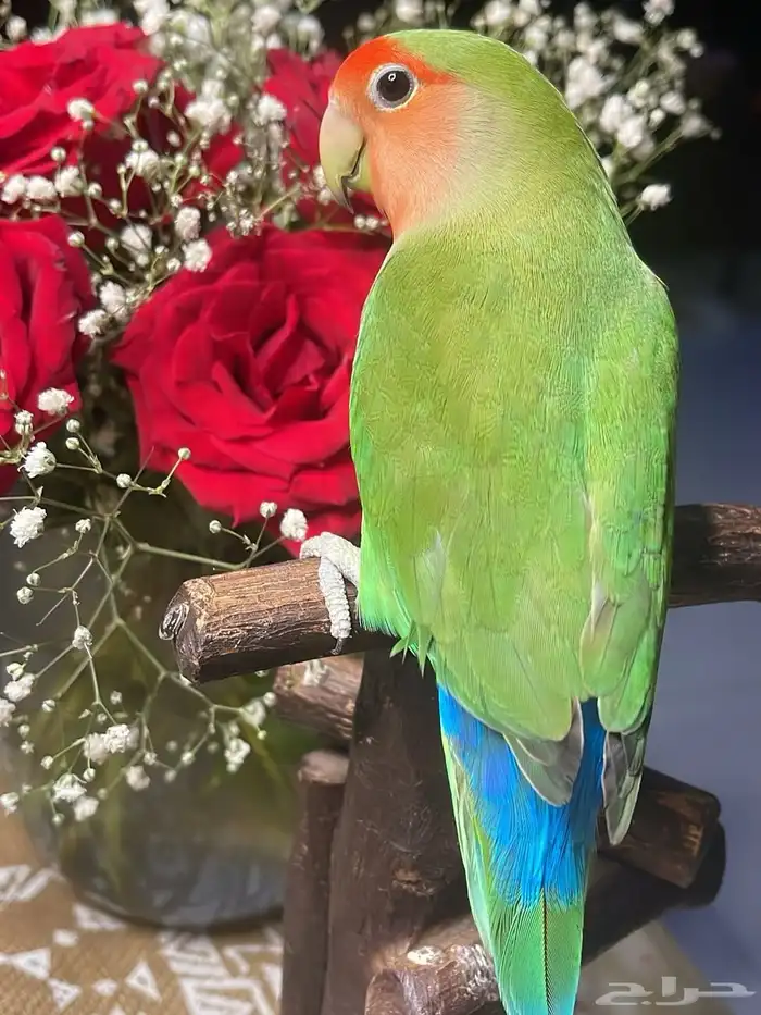 للبيع ببغاء الروز الأليف مناسب للأطفال 1