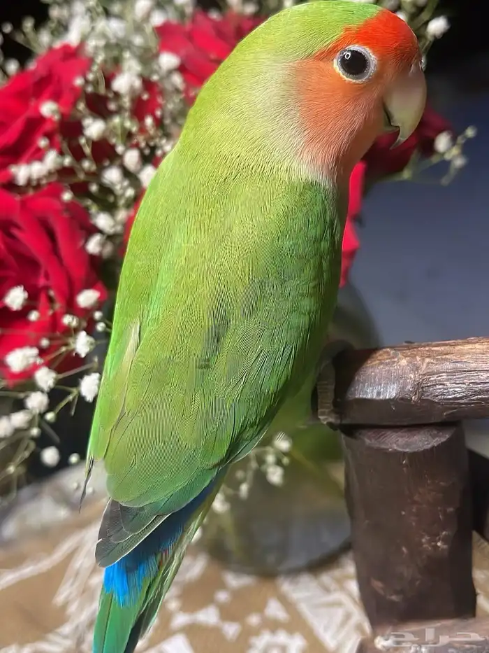 للبيع ببغاء الروز الأليف مناسب للأطفال 4