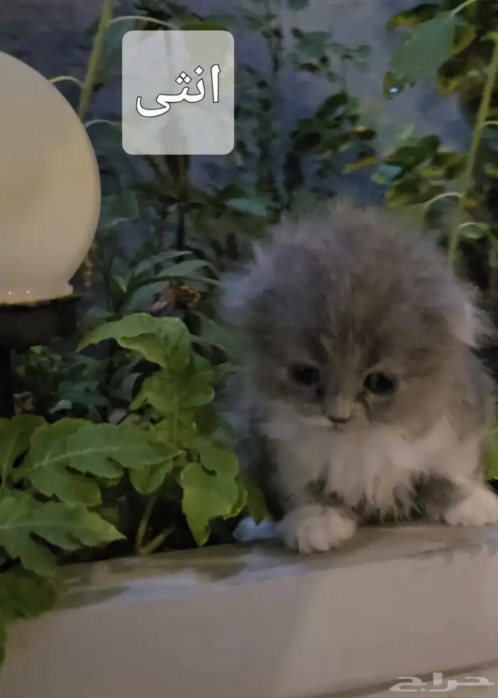 قطوه كيتن قطاوه 1