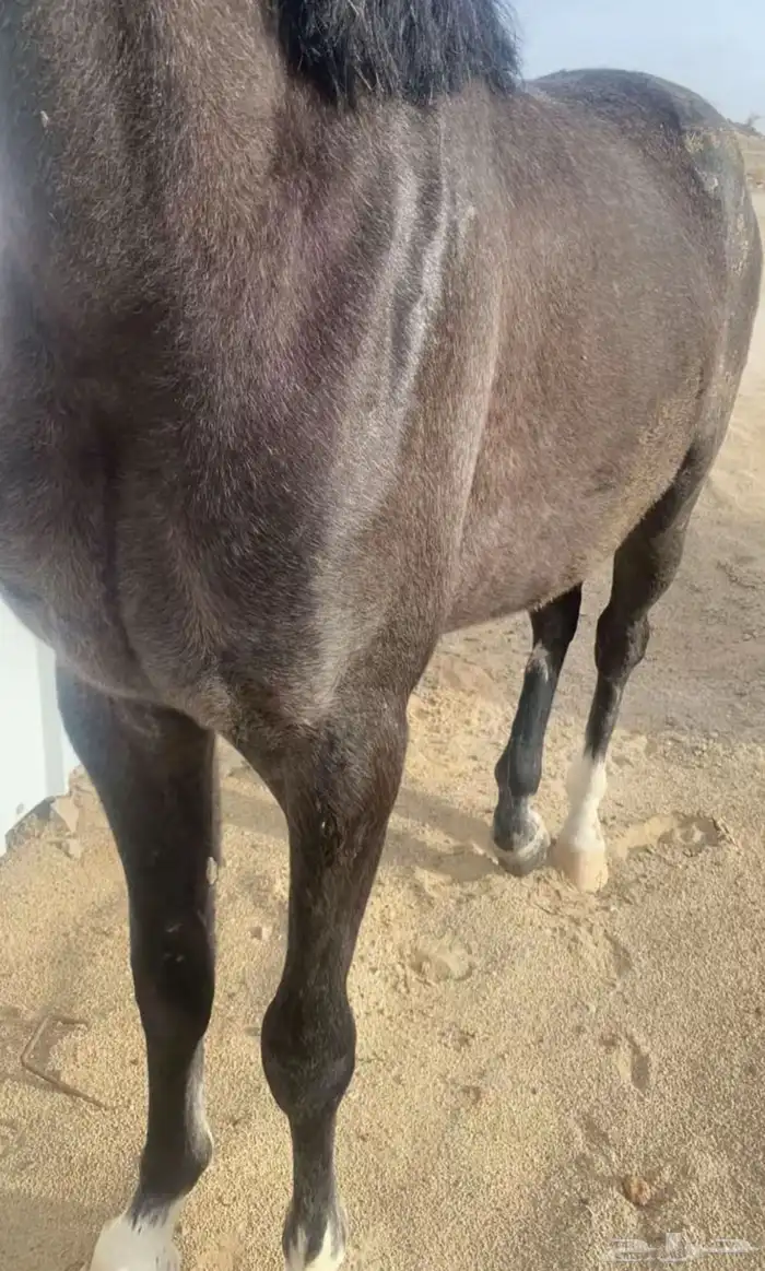 مهر شعبي سبوق سبوق و طيب وكفو السلامه شرططط الموقع بيشه 0