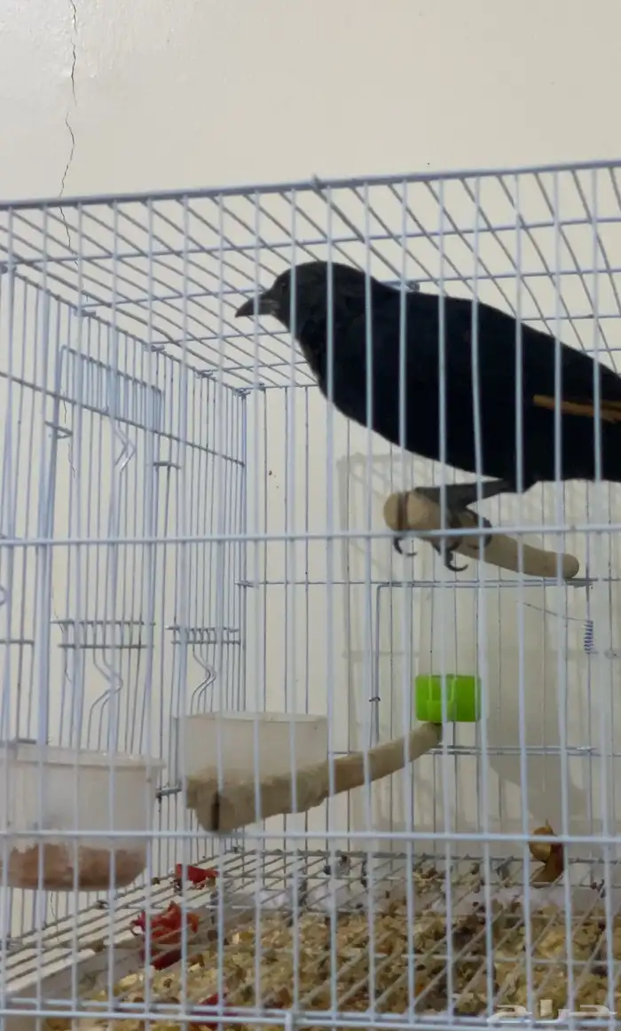 زرزور ترسترام 2