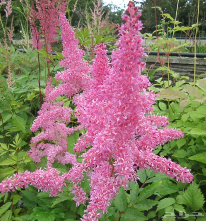 مطلوب نوع هذا الورد 1