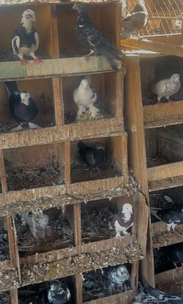 حمام مشاكيل 0