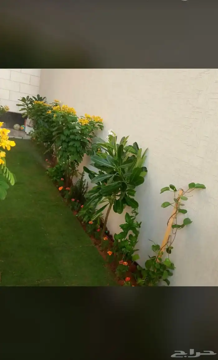 يوجدلديناجميع انواع انخل العربي والواشنطن ازينه 12