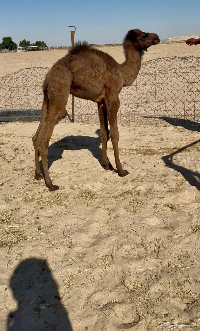 حوار مجهم ضيار 0