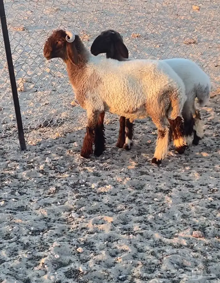 خروف ورخل صنف نعيم معرفات 3