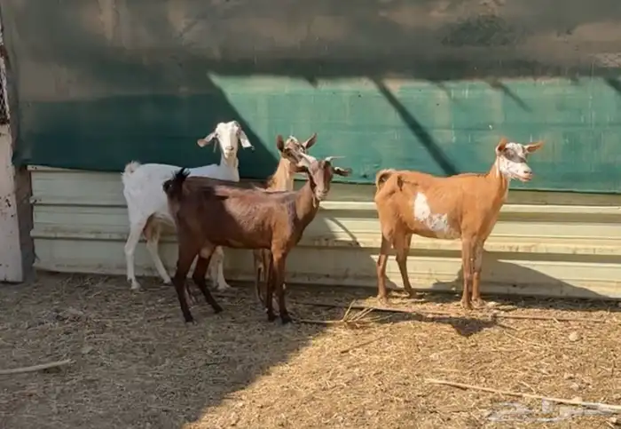 معزا جنوبيات حليب 0