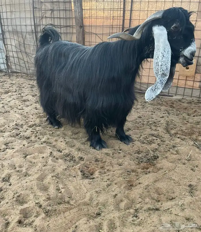 للبيع عنز عارضيه فاخرة تحتها 2 0