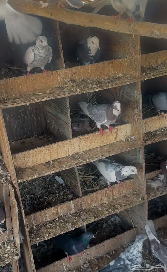 حمام مشاكيل 1