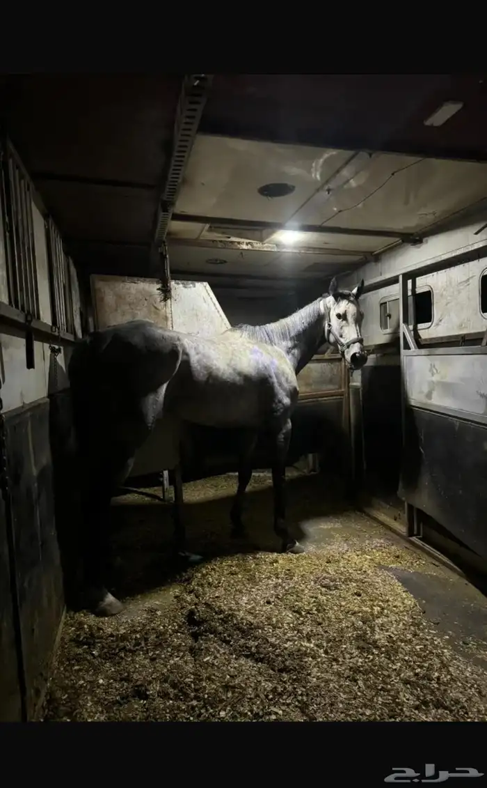 حصان انتاج سبق 1