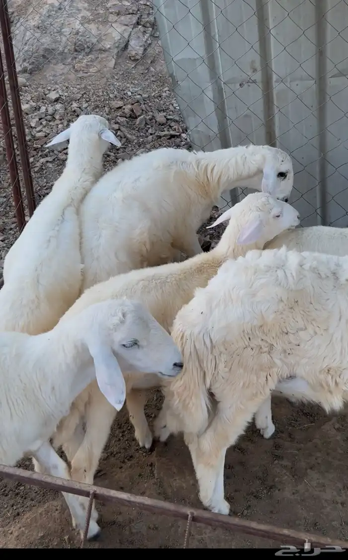 طليان حريه صنف فاخر 2