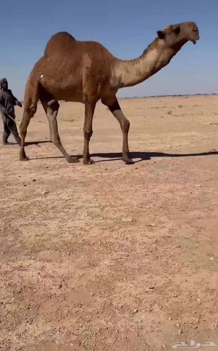 للبيع البعير الغرنوقي الفاخر 0