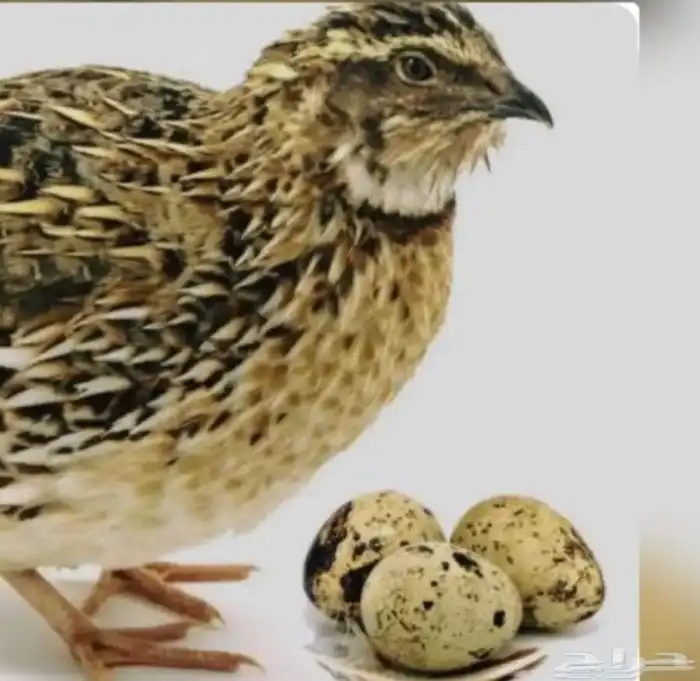 بيض سمان تكساس العملاق والبلدي 0