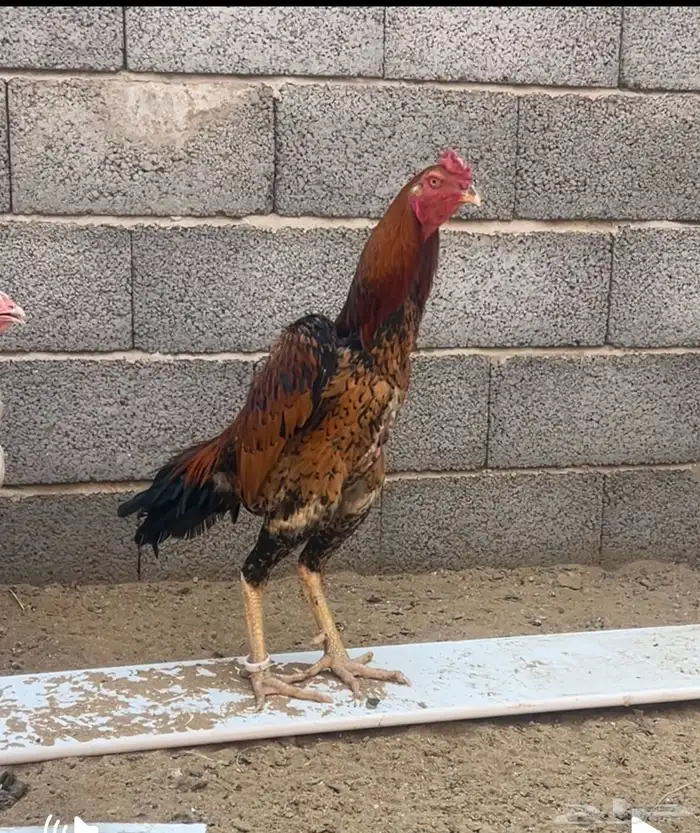 ديك شامو ياباني من حلال ابو ريحانه ابوه هزاز 1