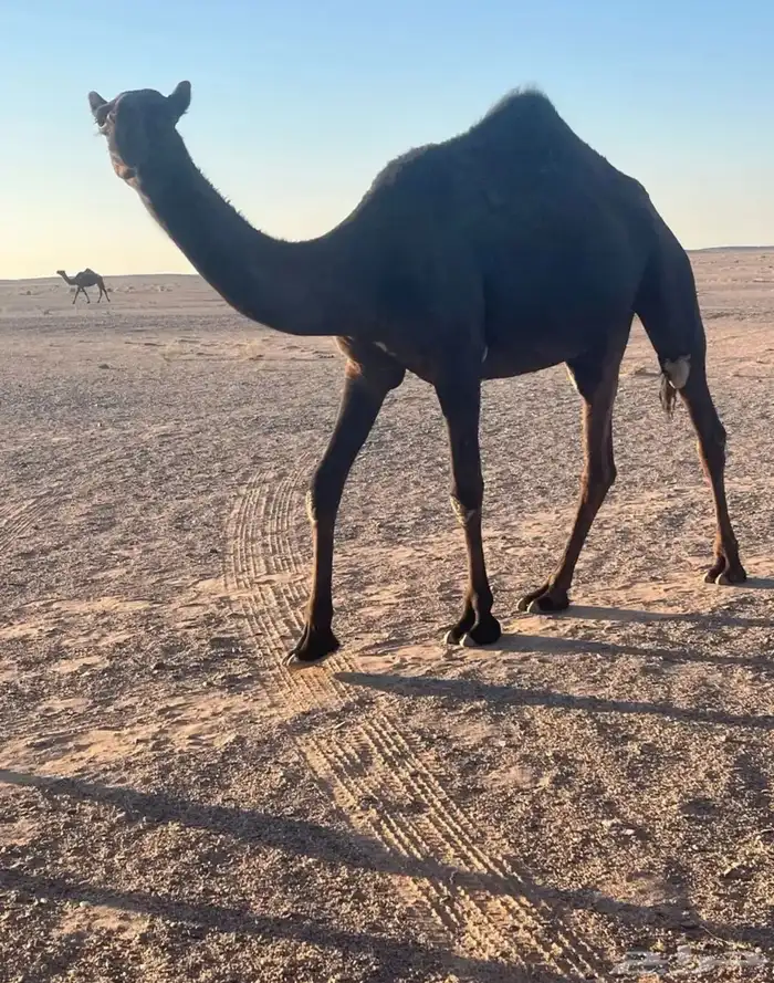 بكره توها دخله لقيه طيبه 0